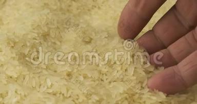 旋转谷物的大米和农民`手. 农夫检查谷物。 一个男人的特写镜头`他的手拿起他的谷物